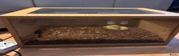 Python Snake reptiles for sale: Royal Python  - Advert 2
