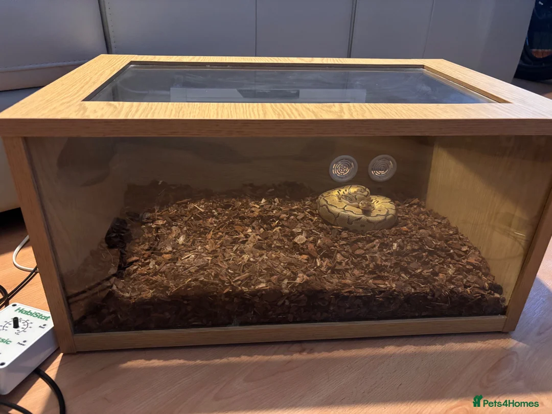 Python Snake reptiles for sale: Royal Python  - Advert 2