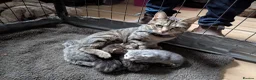 Mixed Breed cats for sale: Beautiful Kittens Ready for their new homes  - Advert 10