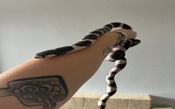 Snake reptiles for sale: California king snake - Image 3
