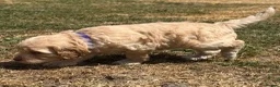 Cockapoo dogs for sale: STUNNING F1 COCKAPOOS  - Advert 22