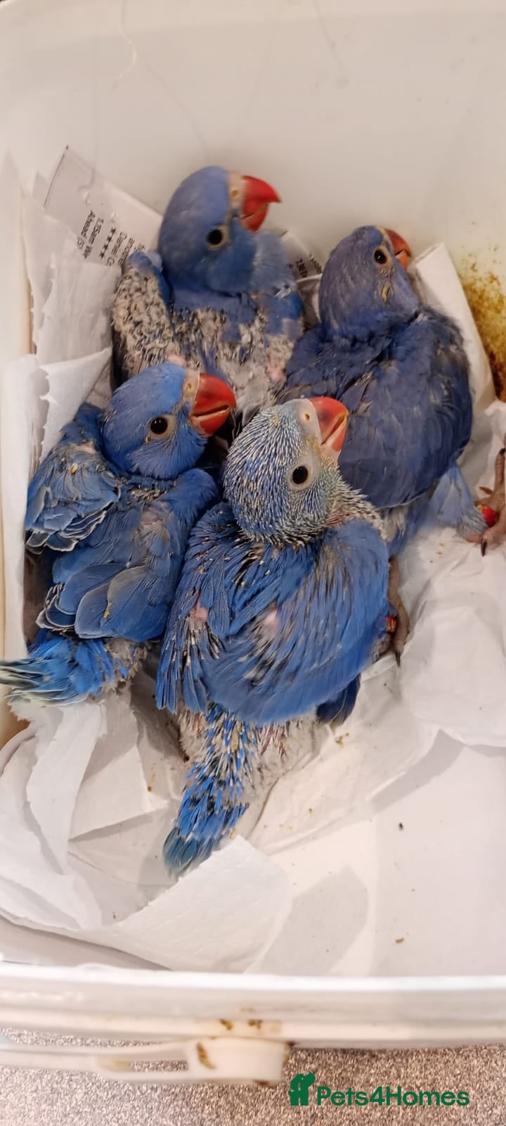 Ringnecks birds Hand-Reared Baby Indian Ringnecks for Sale  - Advert 2