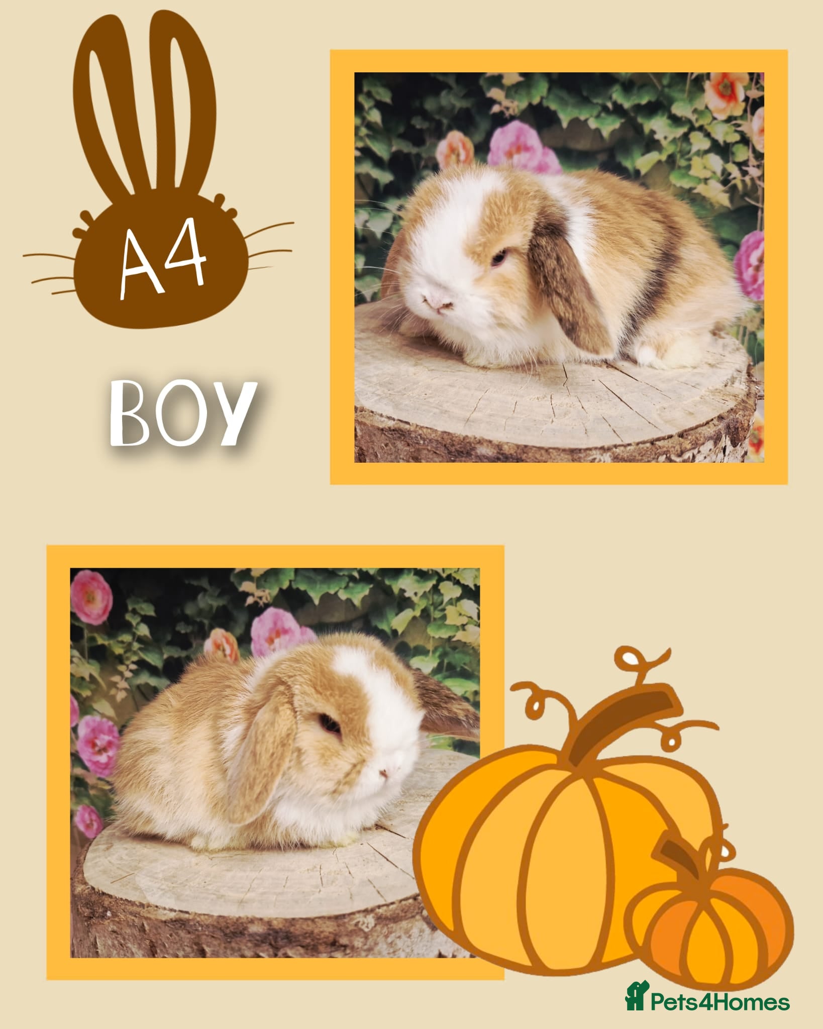 Mini Lop rabbits Mini lops for sale - Advert 3