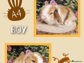 Mini Lop rabbits Mini lops for sale - Advert 18