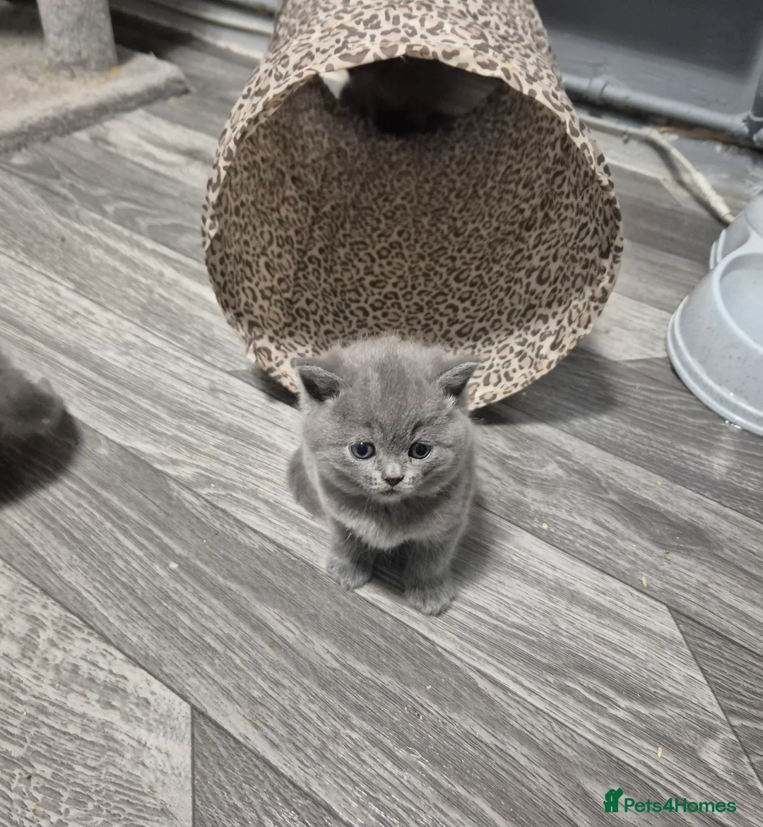 British Shorthair cats for sale: 1 female Ready Now, was to be our personal pick  - Advert 13