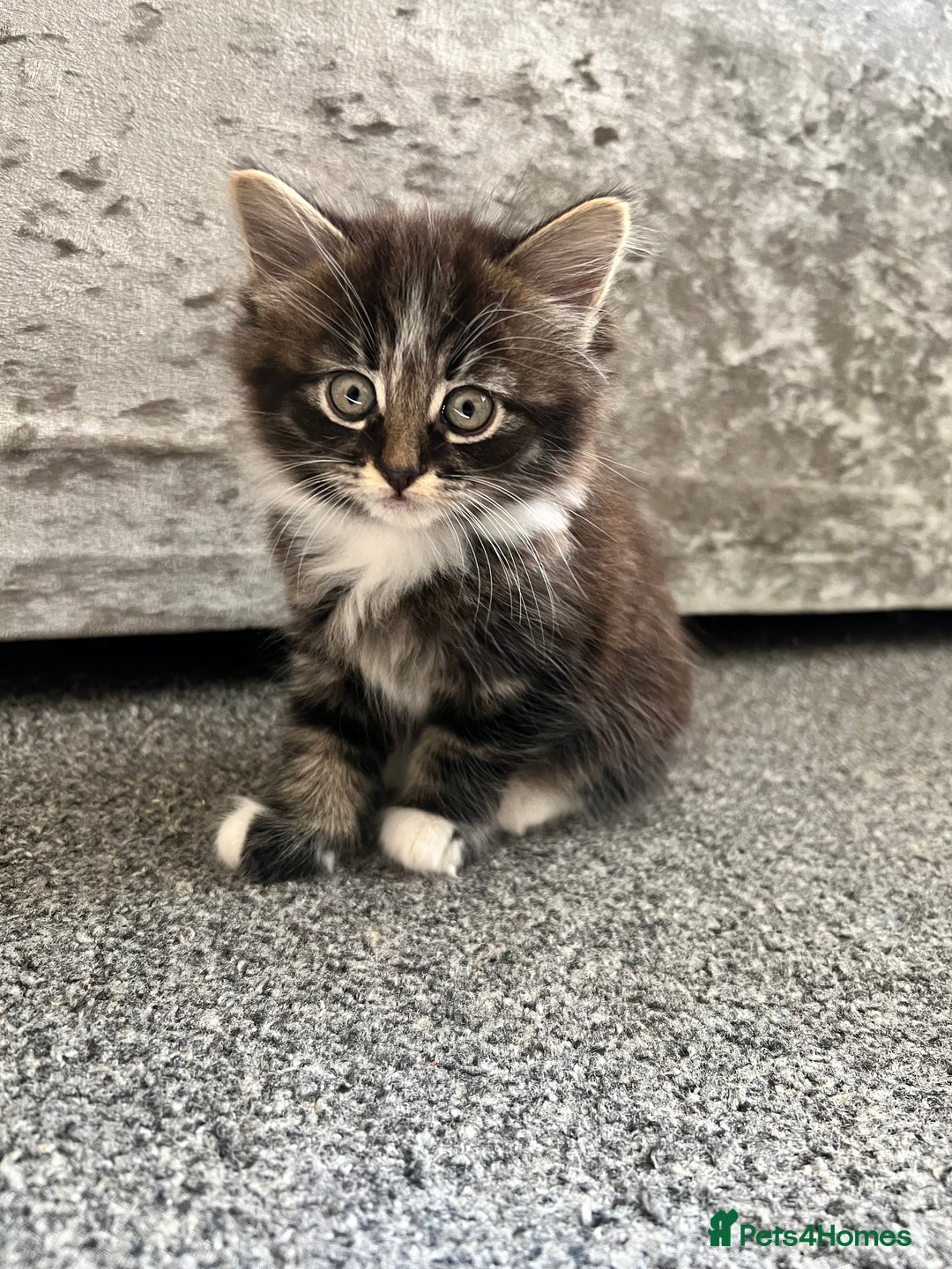 Domestic Shorthair cats for sale: 3 beautiful kittens!  - Image 7