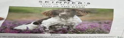 English Springer Spaniel dogs for sale: Excellent quality kc springer spaniel pups  - Advert 29