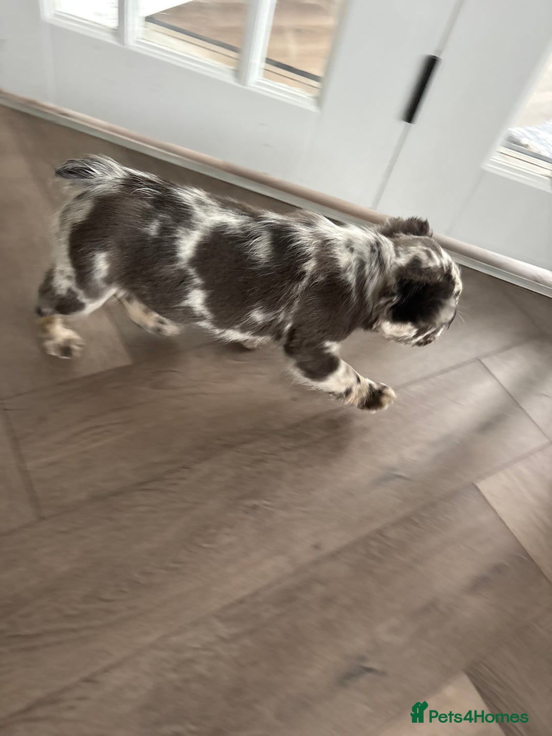 French Bulldog dogs for sale: *Fluffy Merle French Bulldog Pups* - Image 12