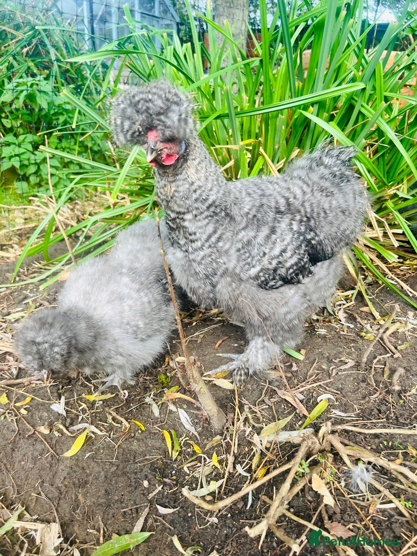 Chickens poultry for sale: Blue/grey/cuckoo silkies  - Advert 5