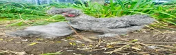 Chickens poultry for sale: Blue/grey/cuckoo silkies  in Skelmersdale - Advert 1