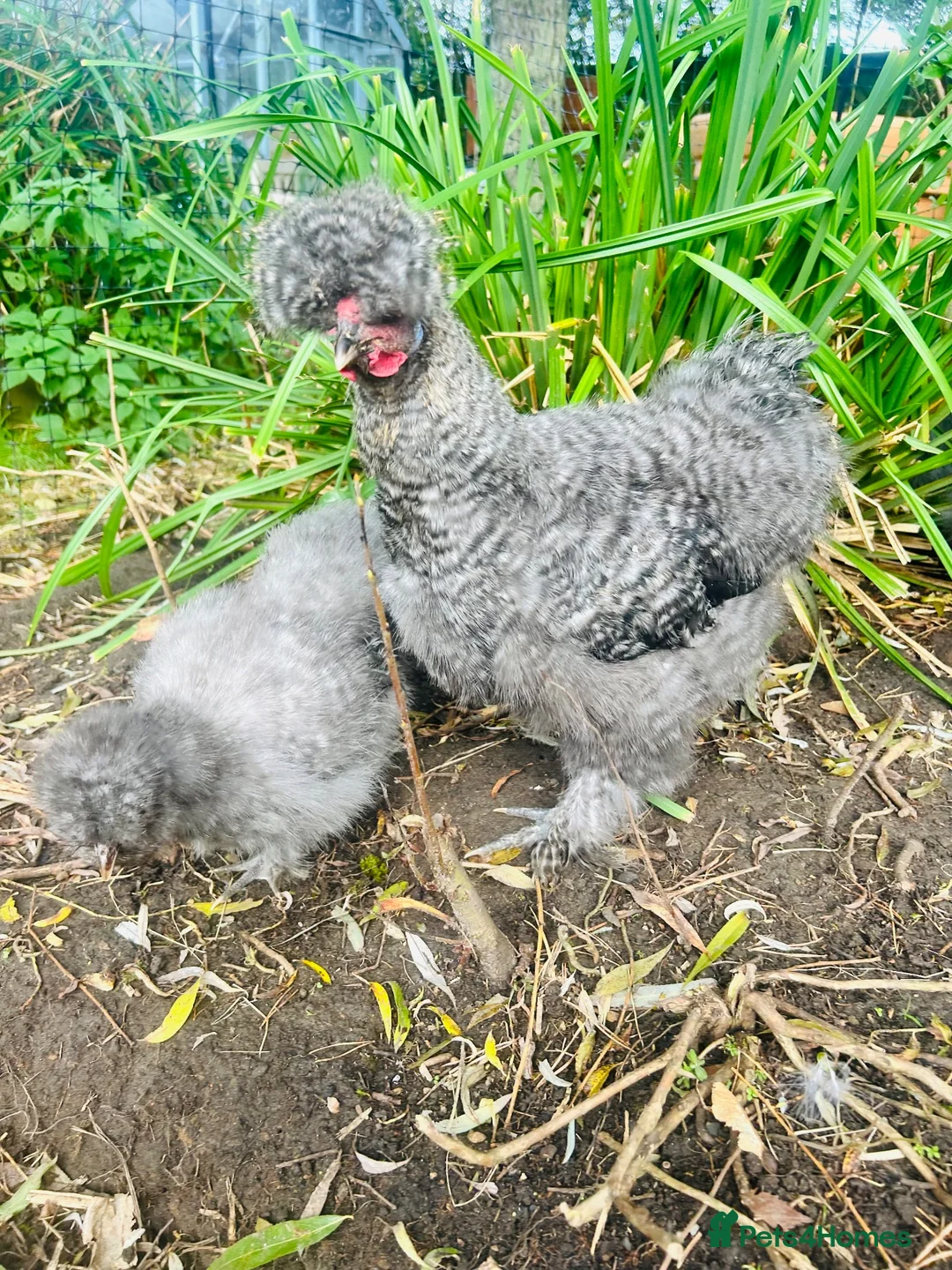 Chickens poultry for sale: Blue/grey/cuckoo silkies  in Skelmersdale - Advert 1