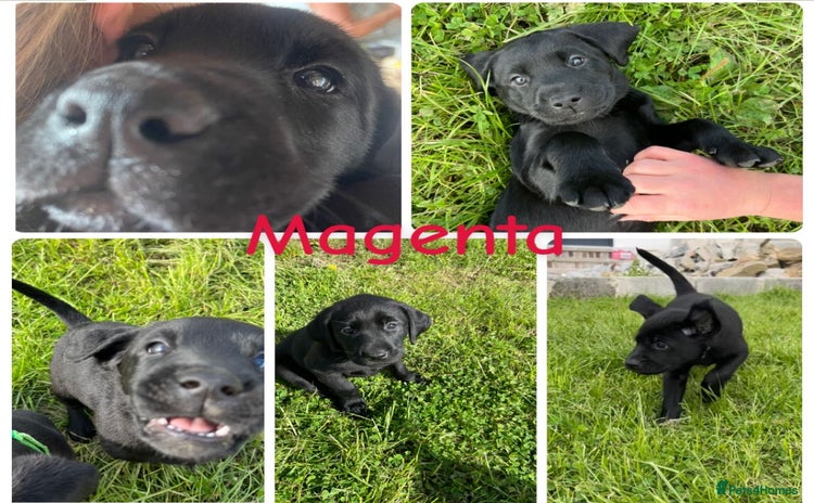Labrador Retriever dogs - Advert 2