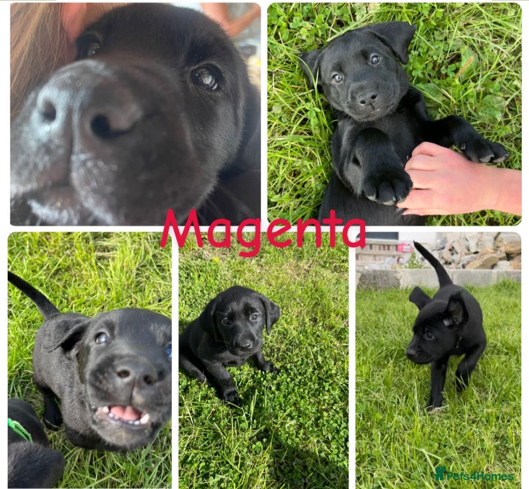 Labrador Retriever dogs for sale: 10 Beautiful black Labrador puppies - Image 1