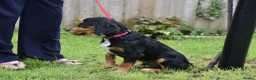 Cocker Spaniel dogs for sale: 5 Months Old Male Working Cocker KC Reg - Advert 9