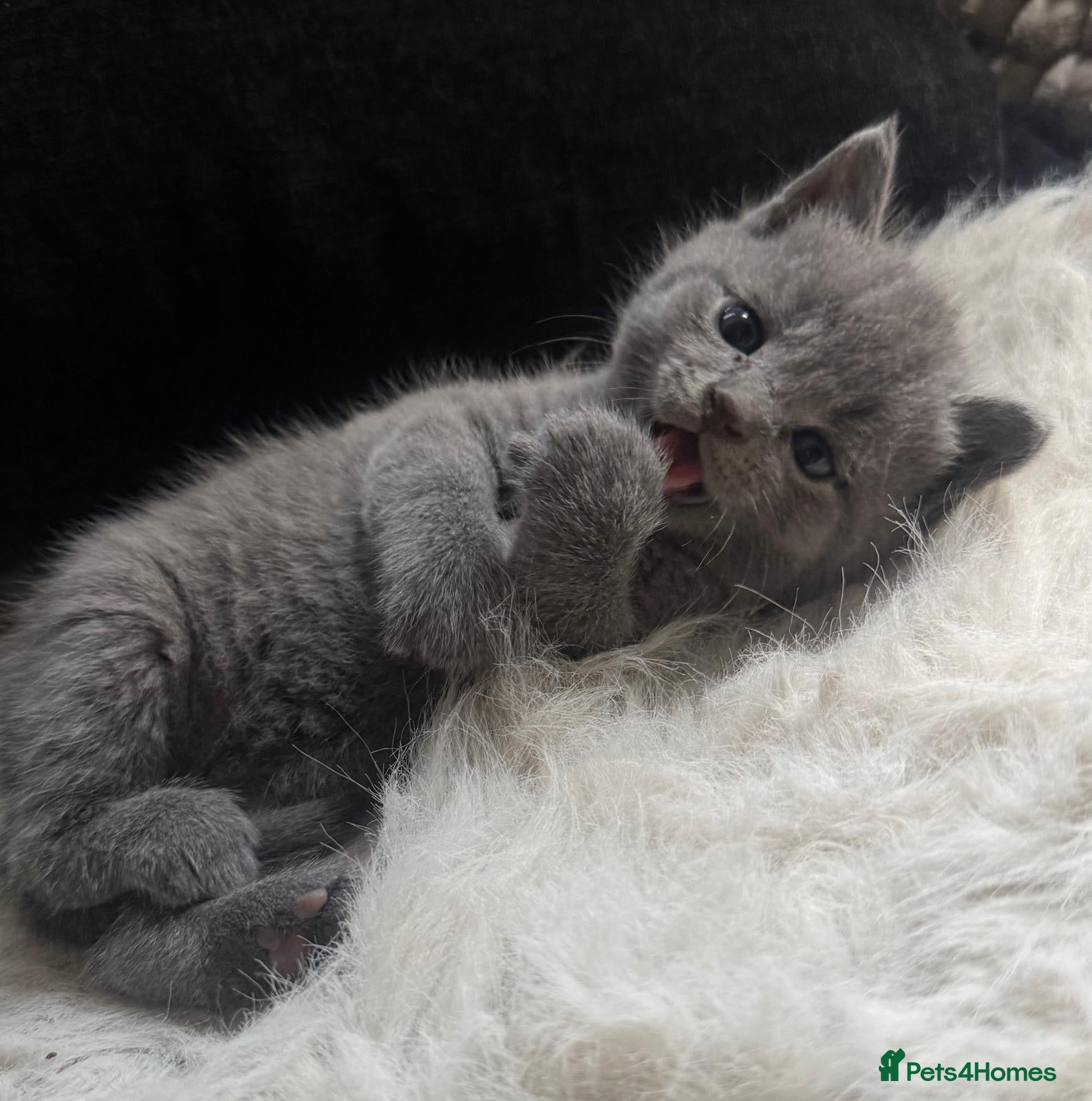 British Shorthair cats 4 beautiful babies looking for their forever home  - Advert 7