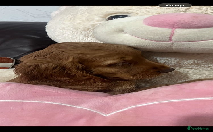 Cocker Spaniel dogs Stunning full pedigree show cocker spaniels  - Advert 9