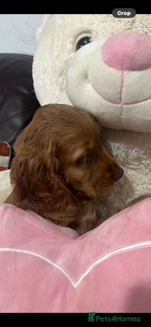 Cocker Spaniel dogs Stunning full pedigree show cocker spaniels - Advert 9