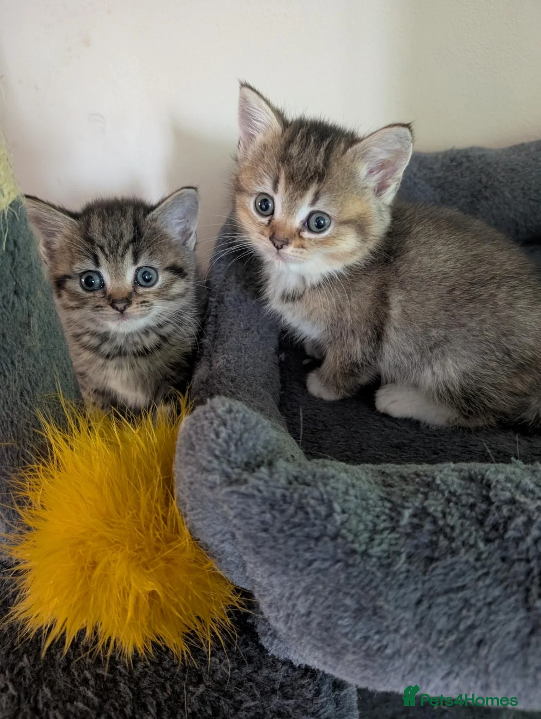 British Shorthair cats for sale: British short hair  - Advert 7