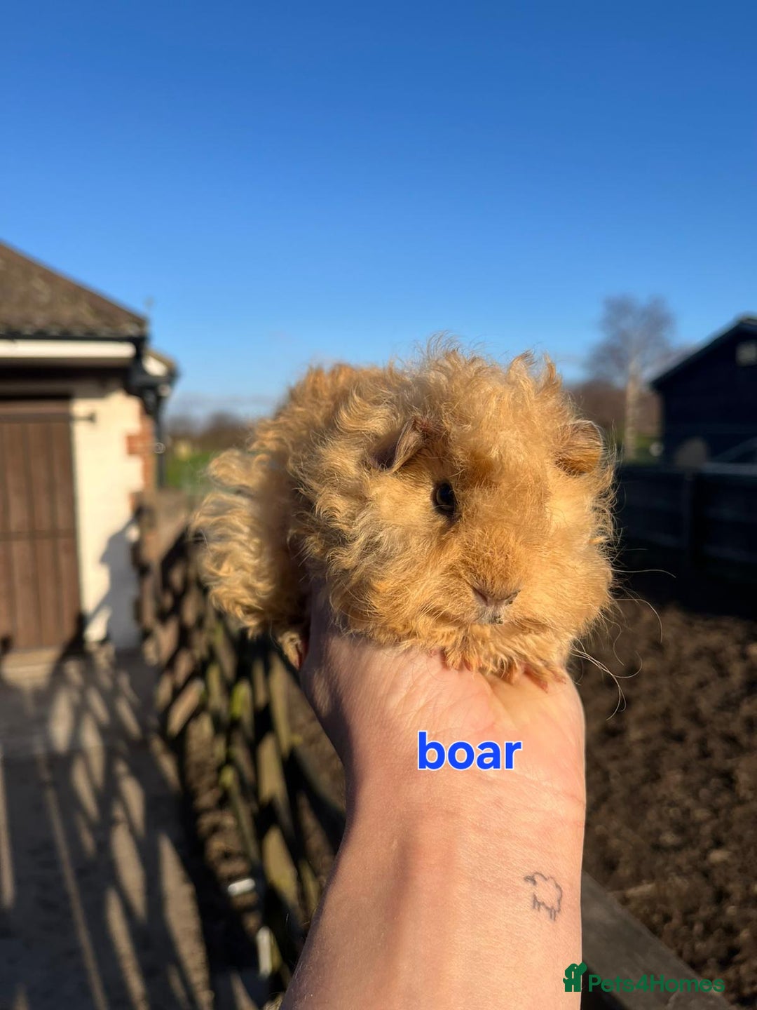 Guinea Pig rodents for sale: Lunkarya - Advert 11