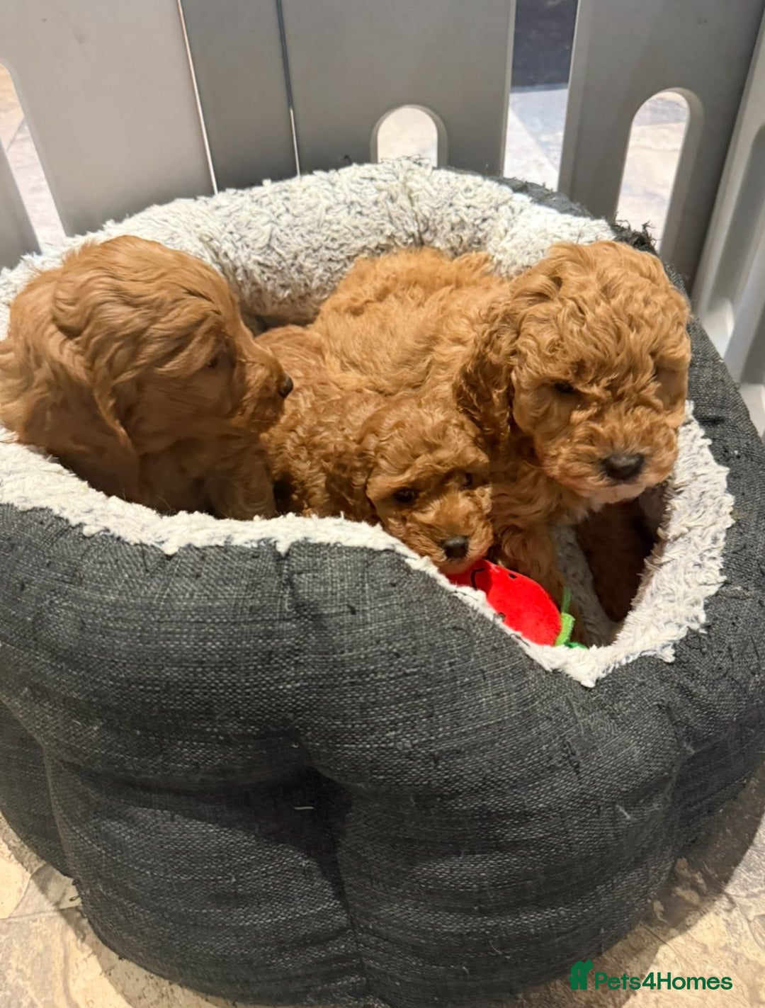 Cockapoo dogs for sale: Quality F1b Cockapoo Puppies - Advert 5
