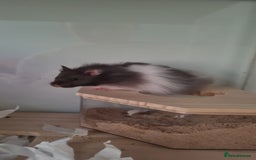 Hamster rodents for sale: Long Haired Syrian Hamster - Image 2