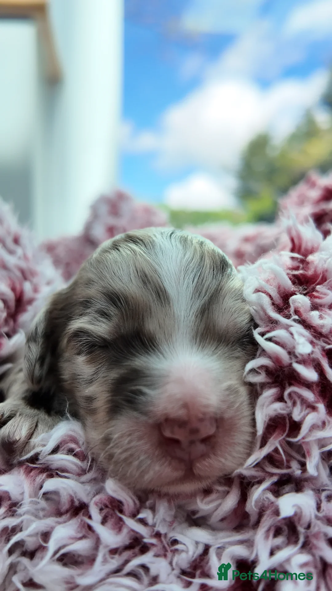 Mixed Breed dogs for sale: Mini Australian Labradoodle. Labradoodle/Cockapoo - Advert 35