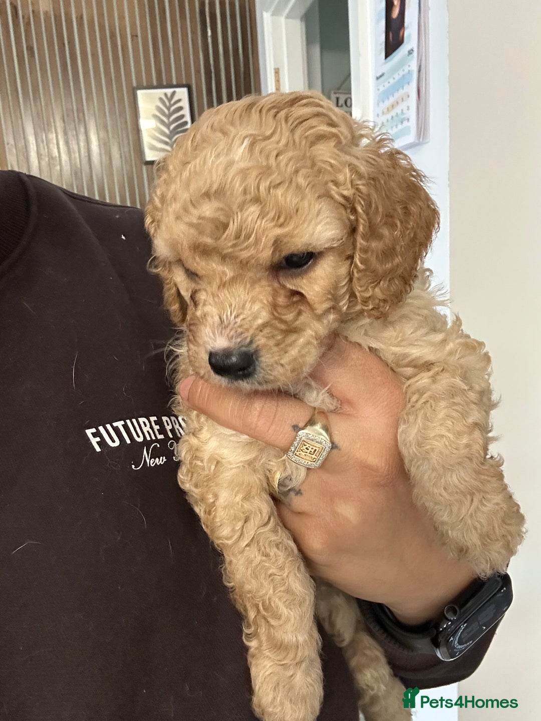 Cavapoo dogs for sale: Amazing quality litter of F1B Cavapoos  - Advert 13