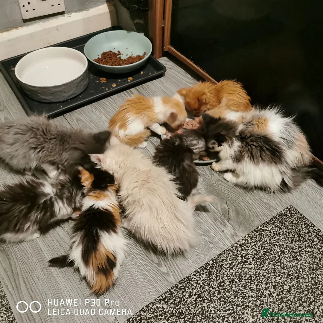 Maine Coon cats for sale: 2 litters of Maine Coon - Advert 1