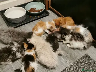 Maine Coon cats 2 litters of Maine Coon - Advert 1