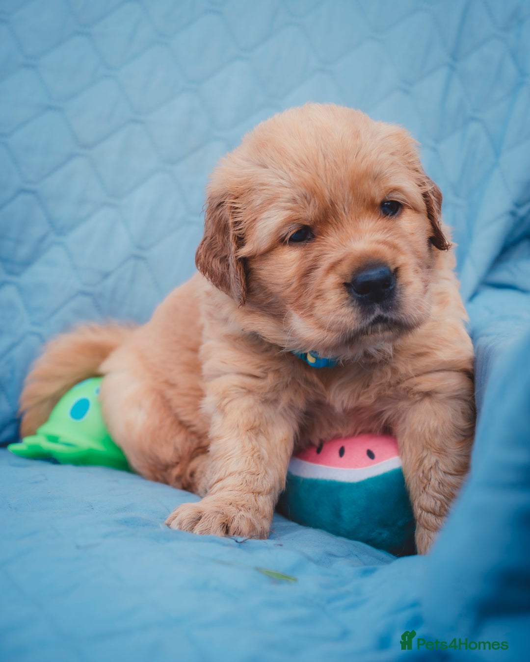 Golden Retriever dogs for sale: Golden Retriever Puppies KC Dad  - Image 9