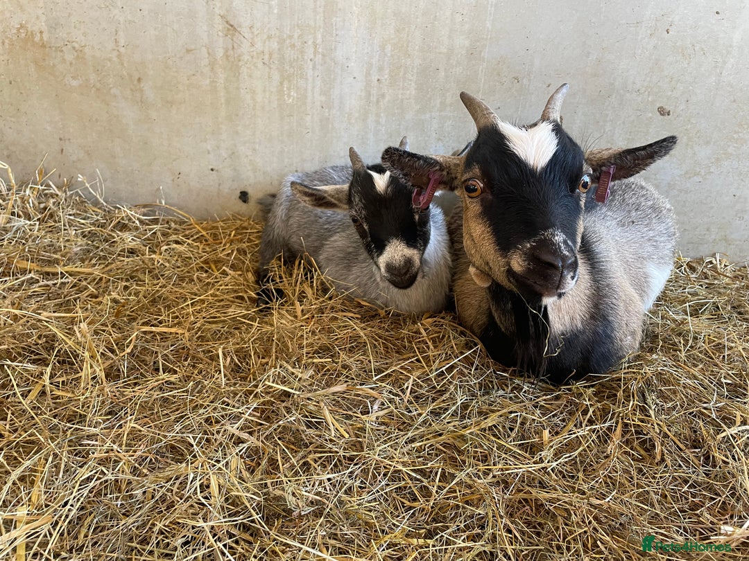 Goats livestock for sale: Pygmy nanny and wether kid - Image 2