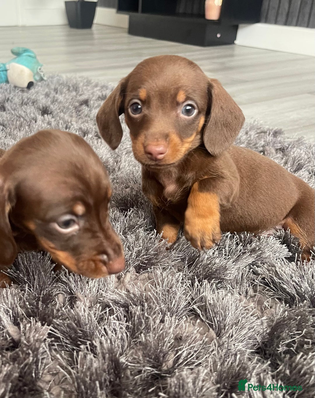Dachshund dogs for sale: Miniature dachshund  - Image 13