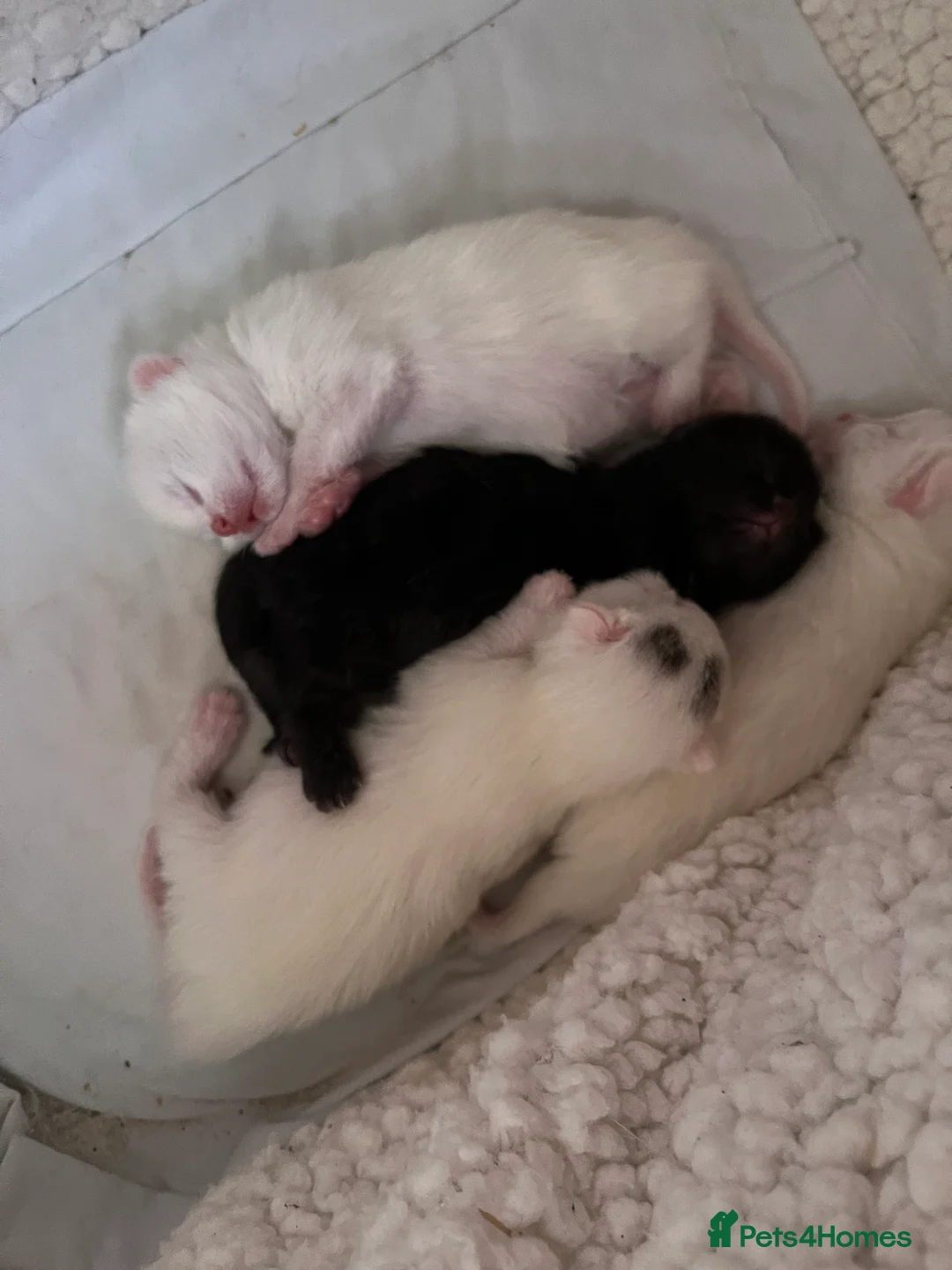 Mixed Breed cats for sale: Kittens.  in Kidderminster - Advert 2