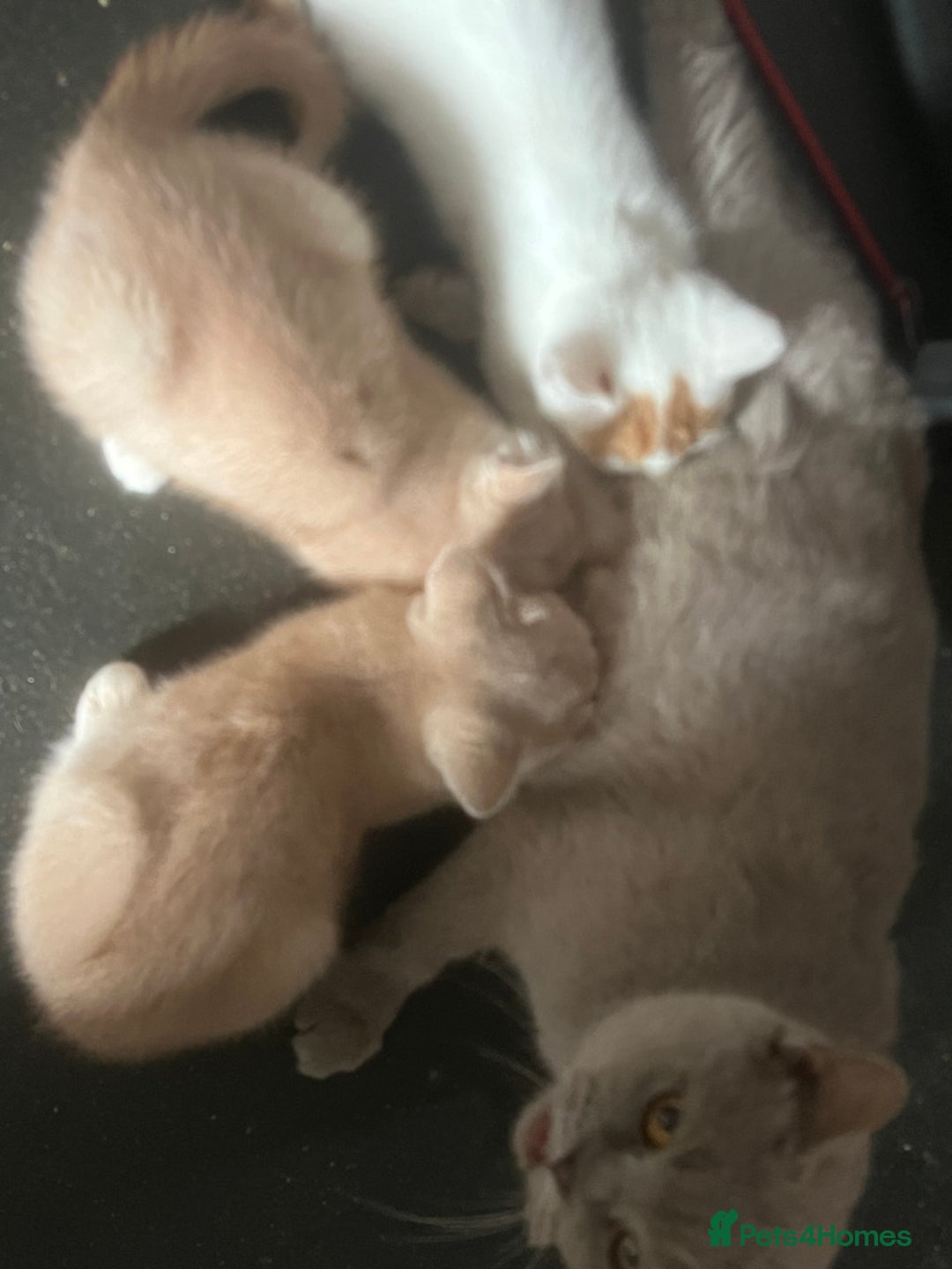 British Shorthair cats for sale: Beautiful British shorthair kittens  - Advert 16