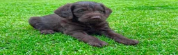 Labradoodle dogs for sale: Chocolate & chocolate Merle Babies 🐾🐾🐾 - Advert 5