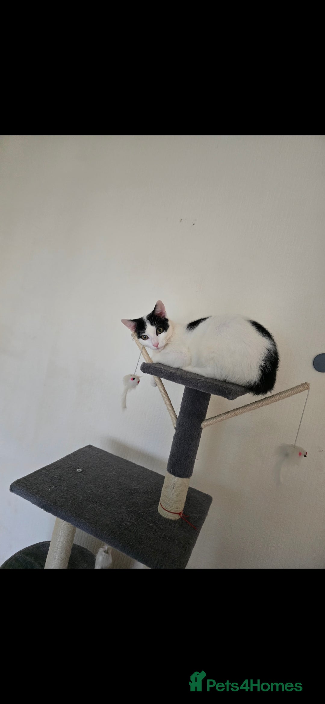 Mixed Breed cats for sale: Beautiful little cat for sale  - Image 3