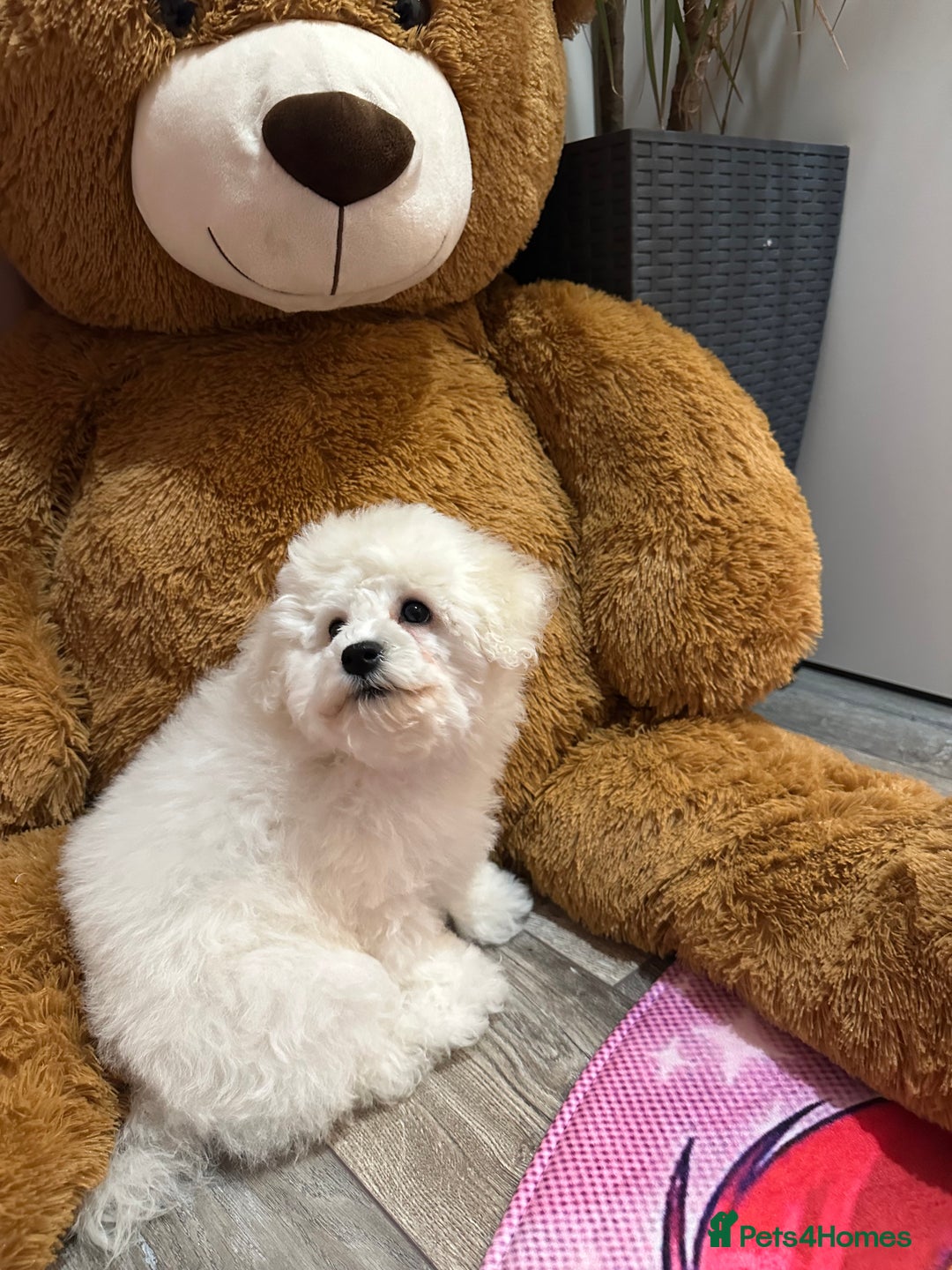 Bichon Frise dogs for sale: ✨ Bichon Frisé Puppies from Champion Bloodlines ✨ - Advert 2