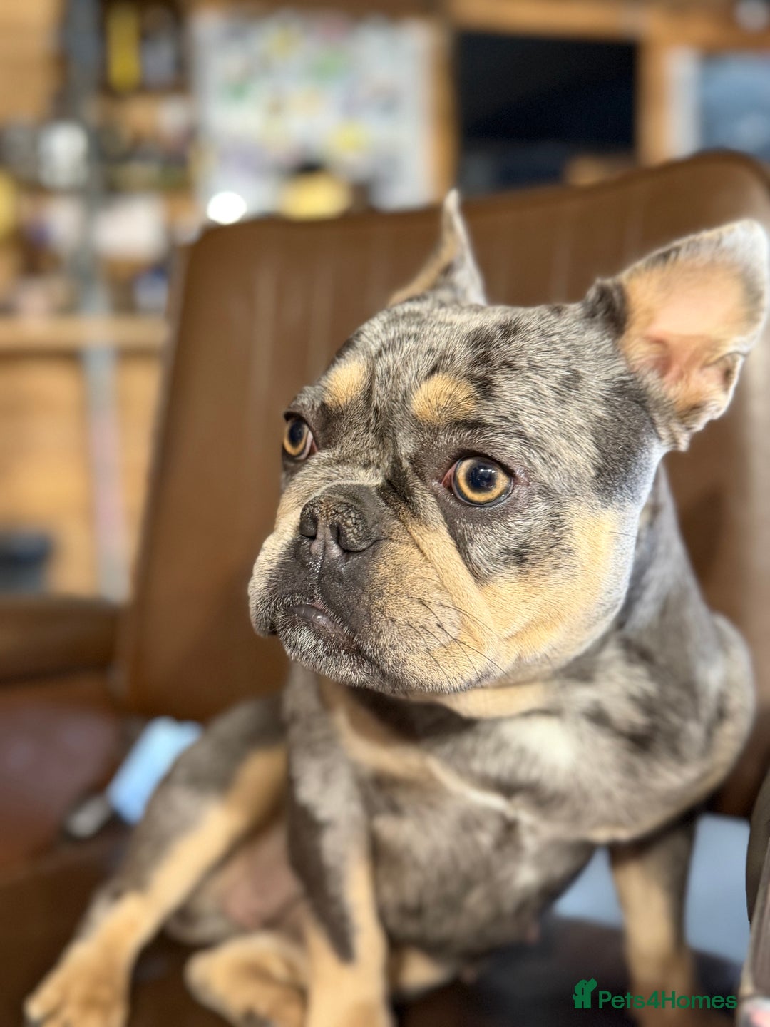 French Bulldog dogs for sale: French bulldog bitch merle  - Advert 5