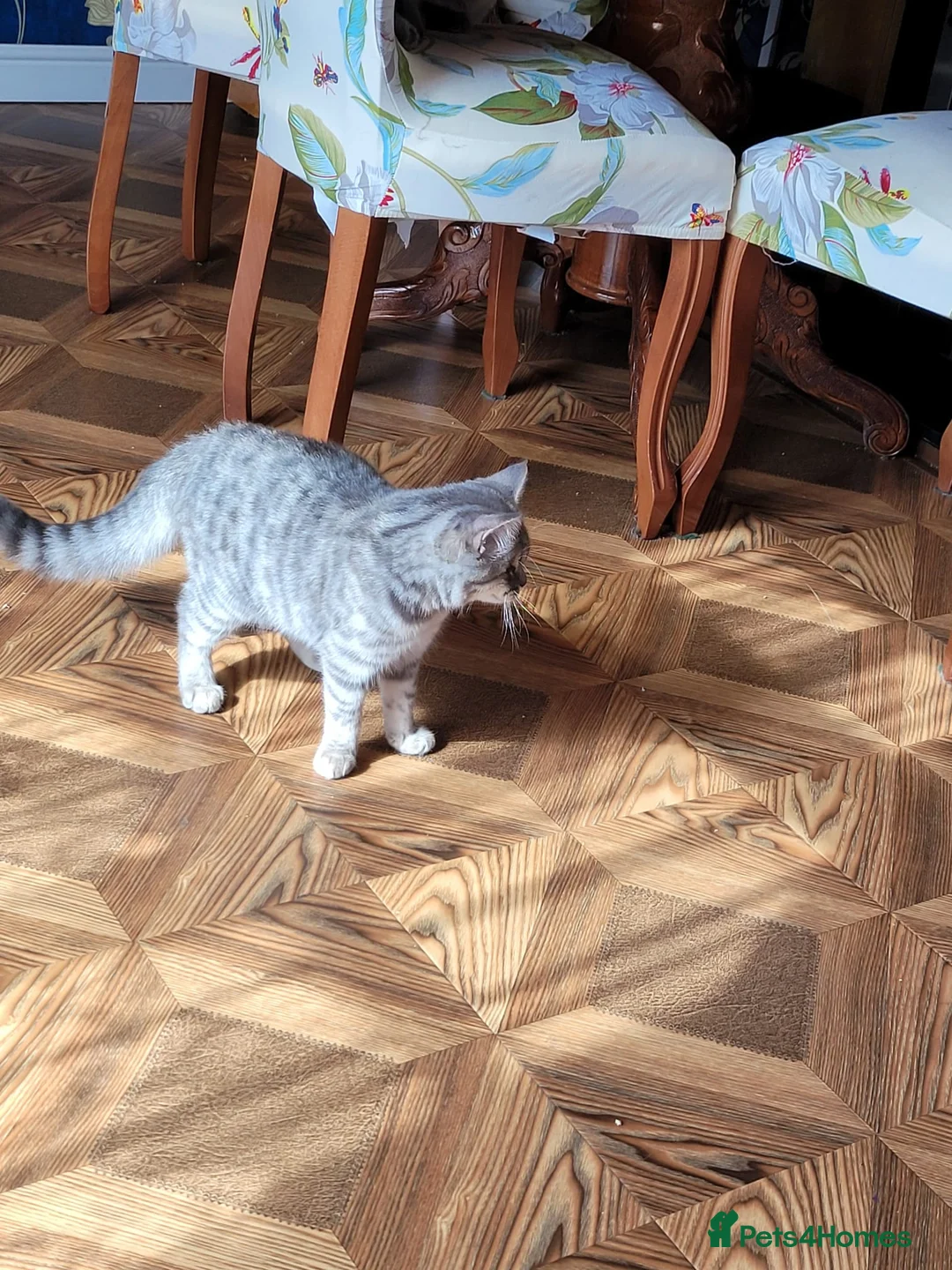 Scottish Fold cats for sale: 🥰LAST  BOY 💜🩵 - Advert 8