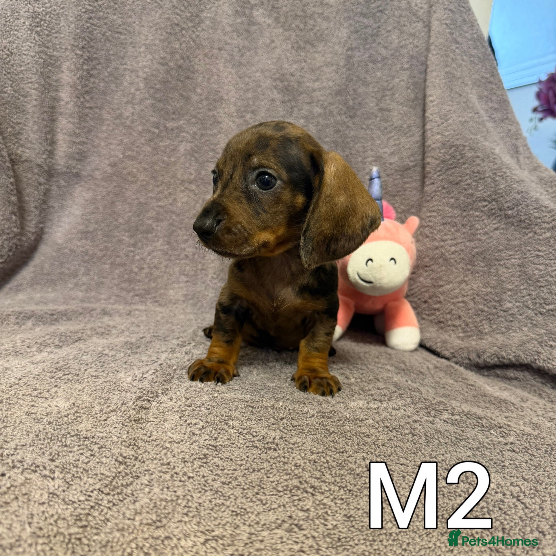 Miniature Dachshund dogs Miniature Dachshund  - Advert 8