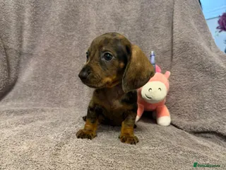 Miniature Dachshund dogs Miniature Dachshund - Advert 8