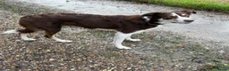 Border Collie dogs for sale: Border Collie puppies  - Advert 6