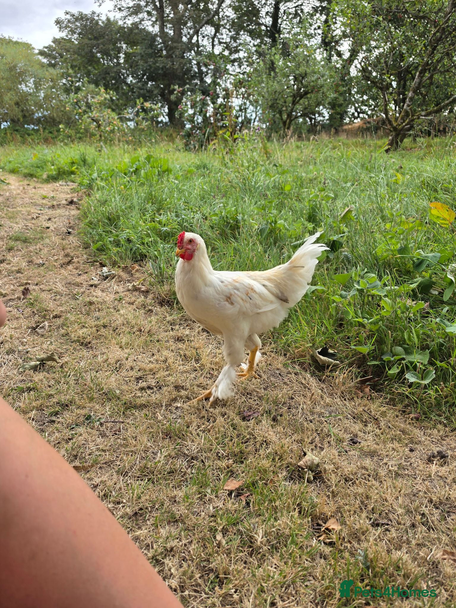 Chickens poultry Young Cockerel (Golden Brahma x White Leghorn) - Advert 1