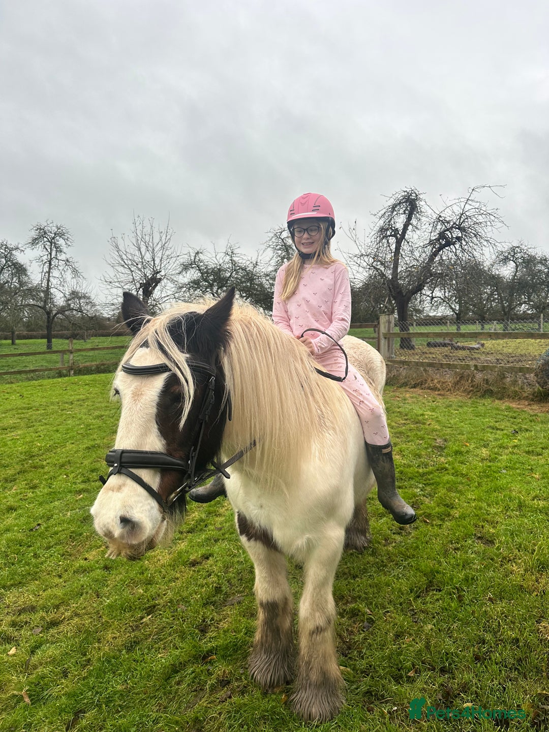 Irish Cob horses for sale: All rounder plus gelding friend to go together  - Advert 2