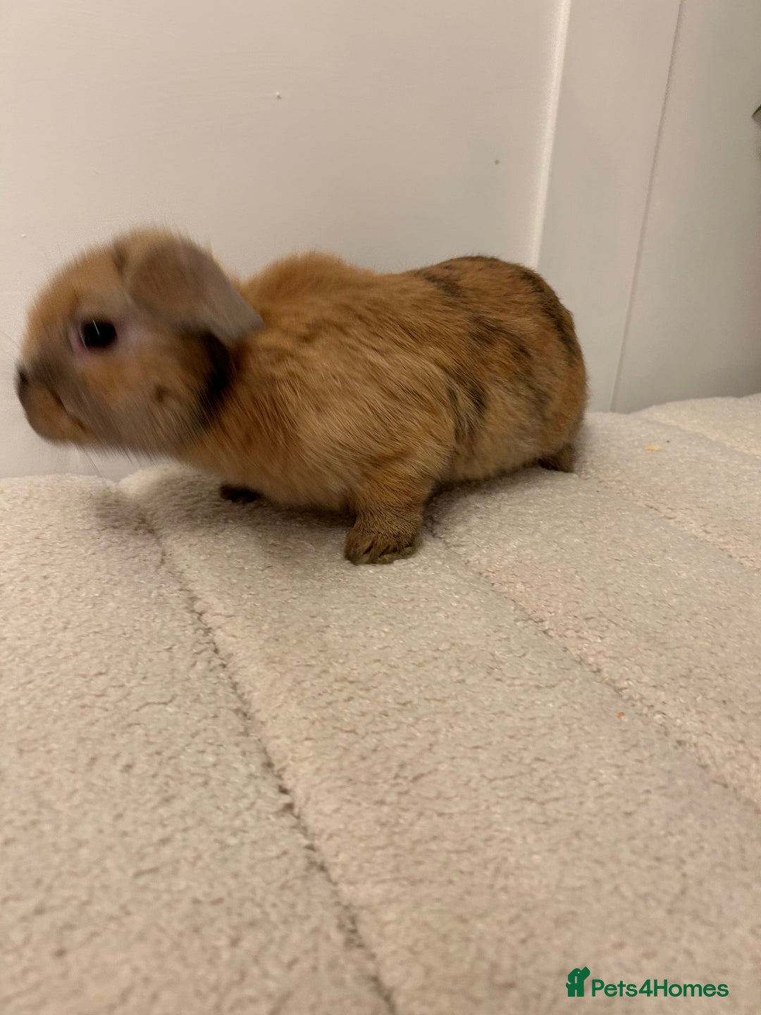French Lop rabbits for sale: 9 week old lop bunnies . 2 boys left . - Advert 6