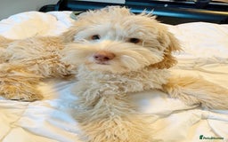 Australian Labradoodle dogs for sale: Rehoming Simba A gorgeous Aussie Labradoodle  - Image 7