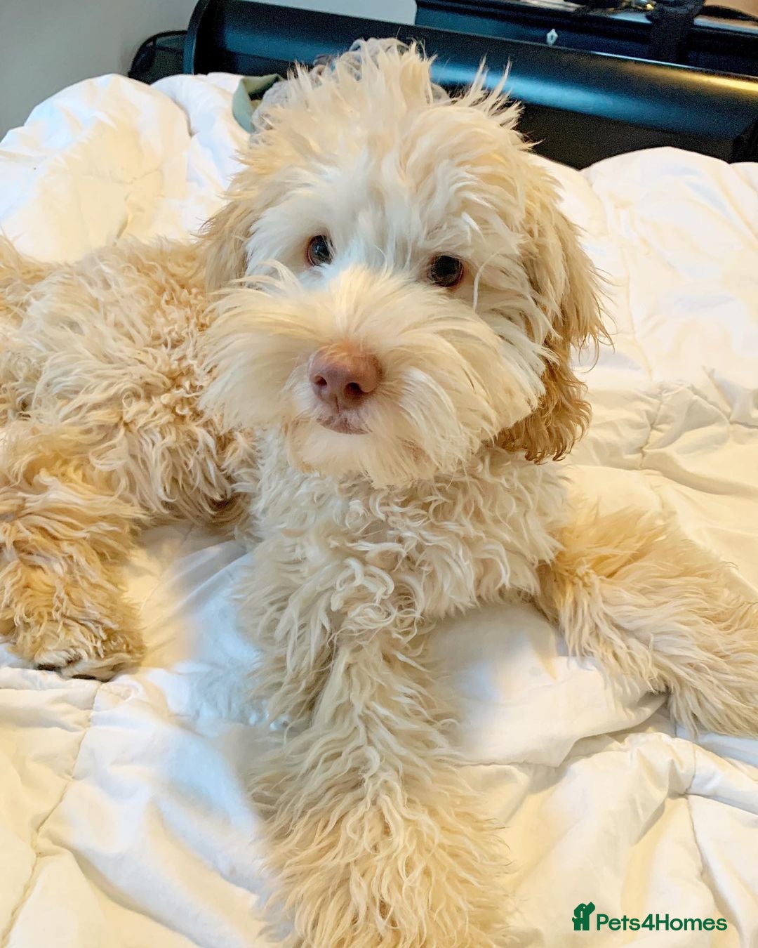 Australian Labradoodle dogs for sale: Rehoming Simba A gorgeous Aussie Labradoodle  - Image 7