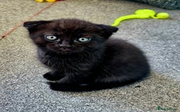 Mixed Breed cats for sale: Scottish Fold Mix Kittens –Ready 16th August 🐾 - Image 17