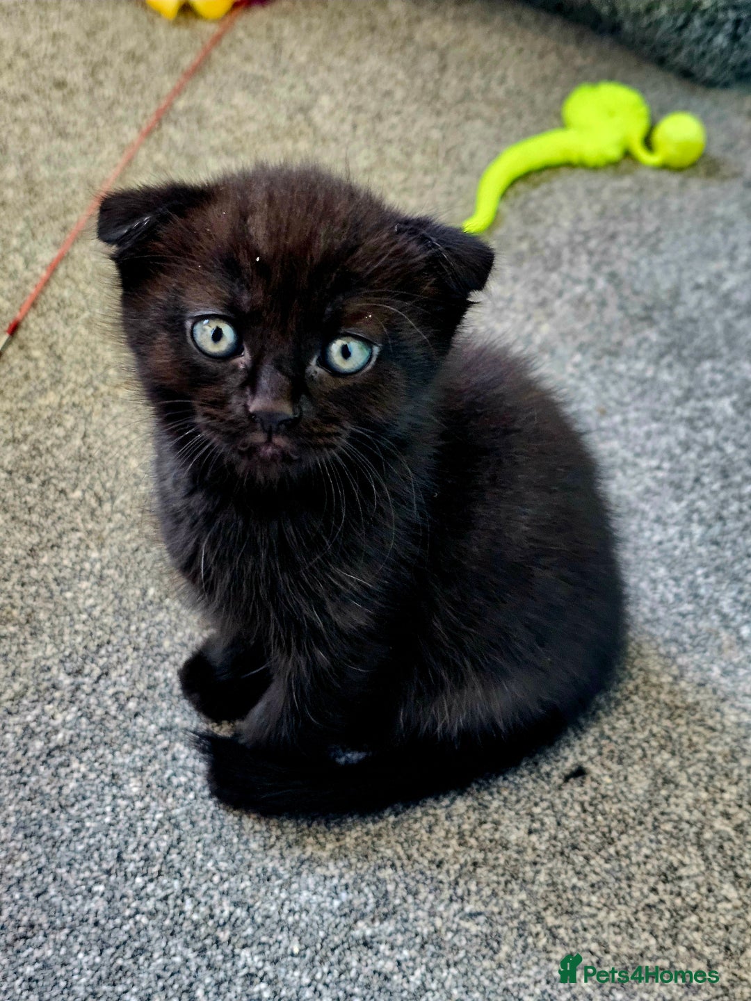 Mixed Breed cats for sale: Scottish Fold Mix Kittens –Ready 16th August 🐾 - Image 17