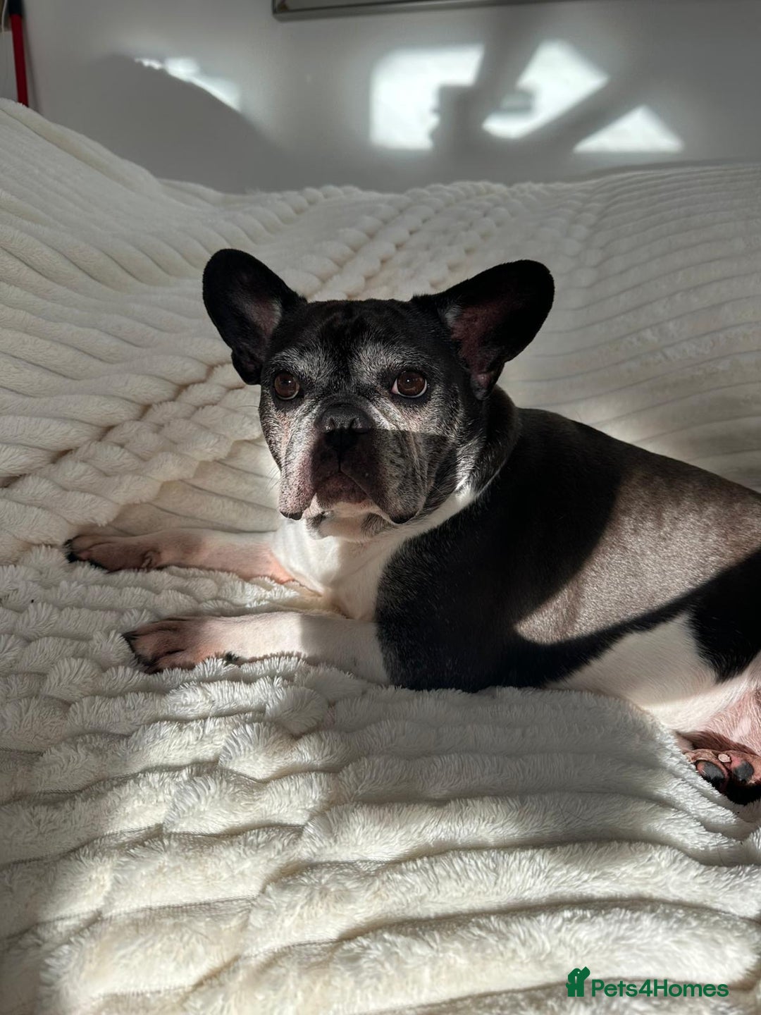 French Bulldog dogs for sale: Bonded mum &son French bulldogs must stay together - Advert 9